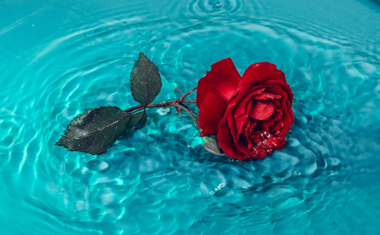 A vibrant red rose gently floating on turquoise water creating ripples. Perfect for romantic themes.
