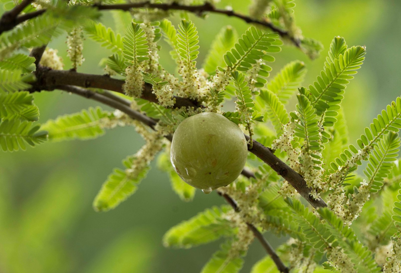 Detailed image of a fresh amla fruit on a branch surrounded by green leaves.