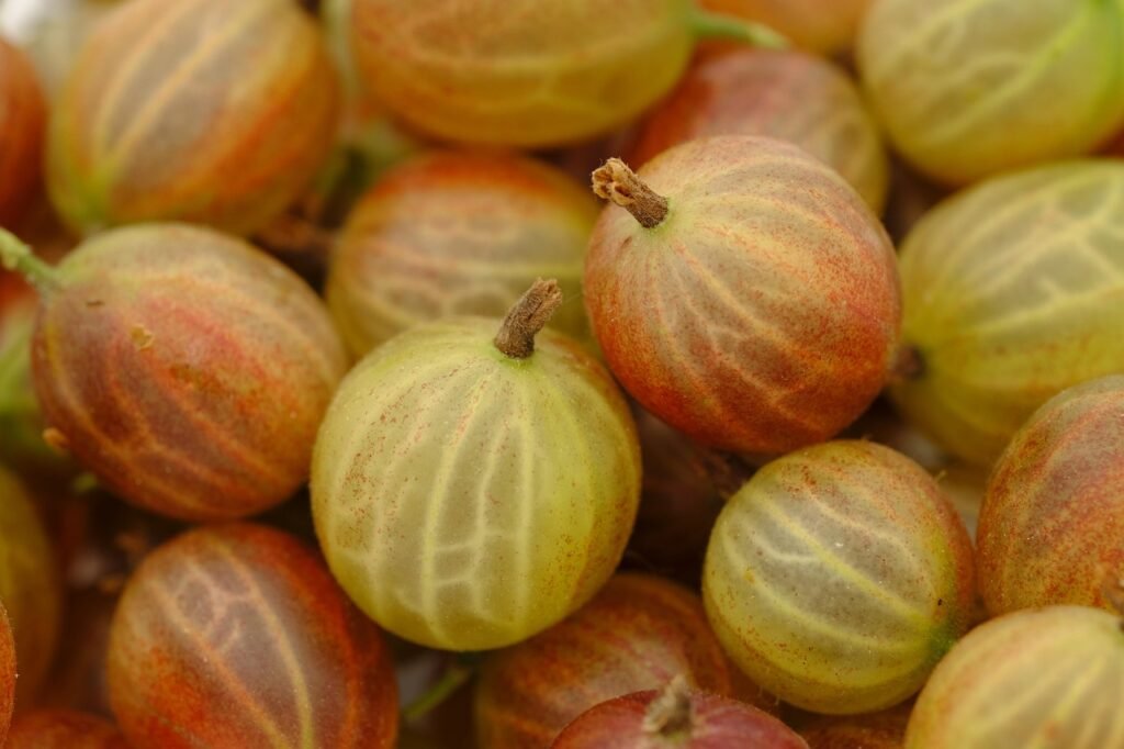 gooseberry, berry, berry fruit, fruit, vitamins, healthy, mauchale, mugatze, mungatzen, chrosle, chruselbeeri, druscheln, tail berry, kraus berry, kruse and berry, krusle, gooseberry, gooseberry, gooseberry, gooseberry, gooseberry
