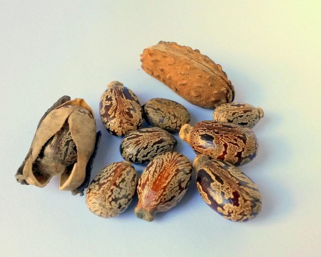 castor oil seed, castor, ricinus, castor, castor, castor, castor, castor